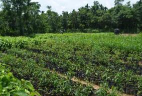 Forest Nursery